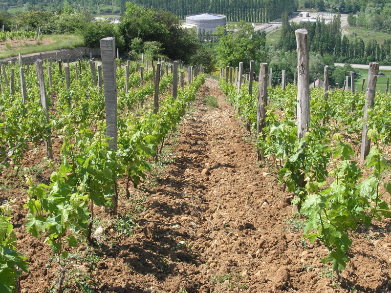 Roussette de Savoie Clémence 2019