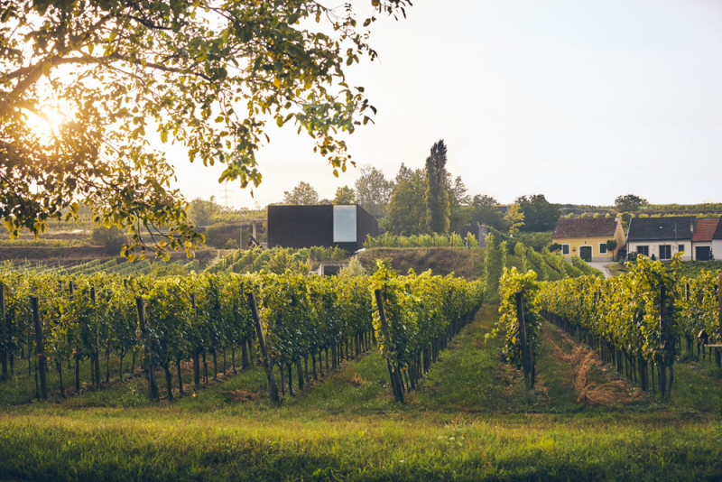 Loimer Gumpoldskirchen Pinot Nero 2017